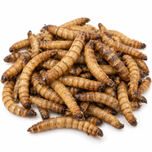 Load image into Gallery viewer, INXEC FEED Premium Dried Superworms (80g/240g/480g) – High-Protein Natural Treat