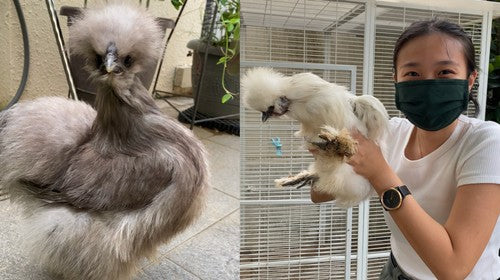 Media Feature about Silkie Chickens on Vice Asia News (June 2021)