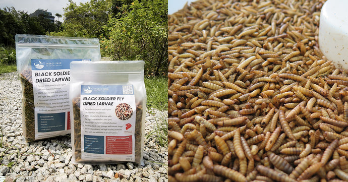 3 Reasons why Black Soldier Fly Larvae are the Great Treats For Your Flocks