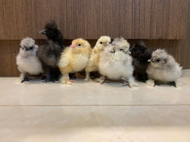 Complete Guide To Raising Your Chicks!