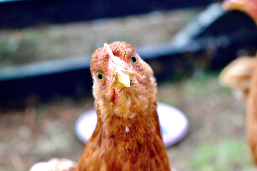 Treating Respiratory Infections in animals