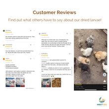 Load image into Gallery viewer, Dried Black Soldier Fly Larvae (1.5KG to 6KG Options)
